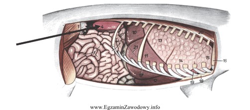 Na rysunku przedstawiającym narządy jamy brzusznej świni 