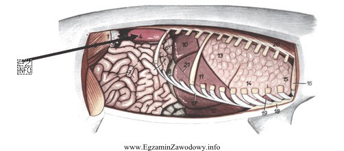 Na rysunku przedstawiającym narządy jamy brzusznej świni 