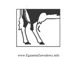 Na rysunku przedstawiono wadę kończyn u bydła okreś