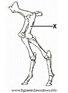 Na ilustracji literą X zaznaczono kość