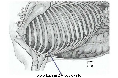 Na rysunku przedstawiającym narządy wewnętrzne konia, strzał