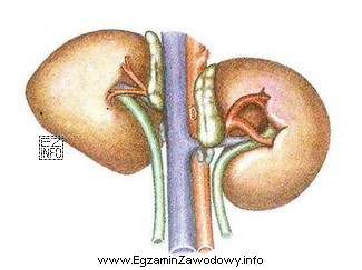 Ilustracja przedstawia schemat zewnętrznej budowy nerek