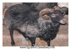 Ilustracja przedstawia owcę rasy