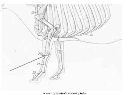 Na rysunku przedstawiającym szkielet krowy, strzałka wskazuje staw