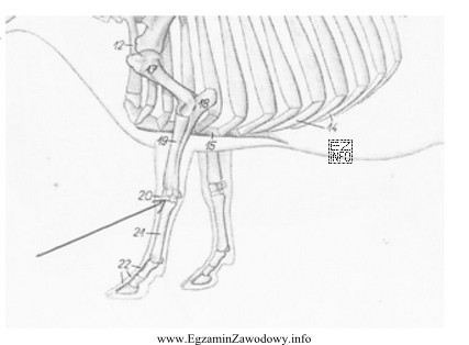 Na rysunku przedstawiającym szkielet krowy, strzałka wskazuje staw