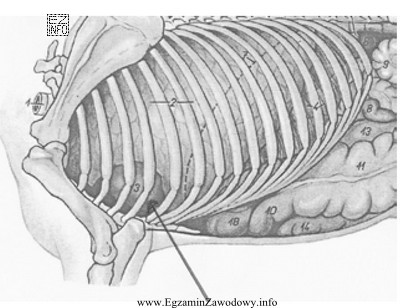 Na rysunku przedstawiającym narządy wewnętrzne konia strzał