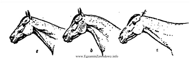 Rysunek przedstawia kształty szyi u koni. Kształt oznaczony 