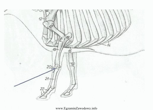 Na rysunku przedstawiającym szkielet krowy strzałka wskazuje staw