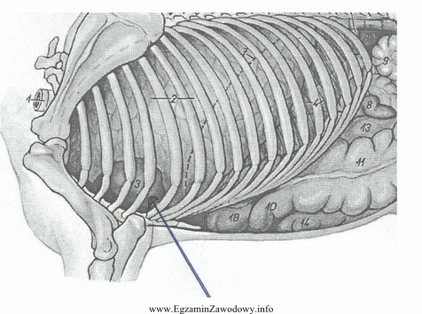 Na rysunku przedstawiającym narządy wewnętrzne konia strzał
