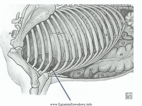 Na rysunku przedstawiającym narządy wewnętrzne konia strzał