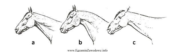 Rysunek przedstawia kształty szyi u koni. Kształt oznaczony 