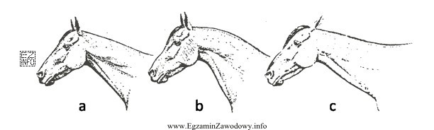Rysunek przedstawia kształty szyi u koni. Kształt oznaczony 