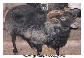 Ilustracja przedstawia owcę rasy