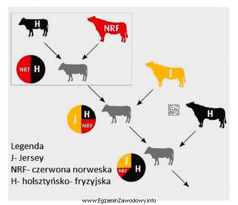 Schemat przedstawia krzyżowanie towarowe bydła. Jest to