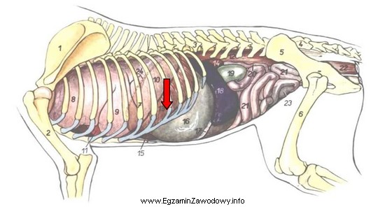 Schemat przedstawia narządy wewnętrzne psa widziane od strony 
