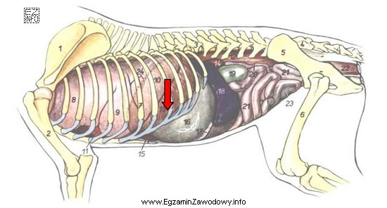 Schemat przedstawia narządy wewnętrzne psa widziane od strony 