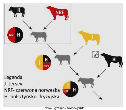 Schemat przedstawia krzyżowanie towarowe bydła. Jest to