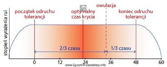 Odczytaj ze schematu, kiedy przypada optymalny termin krycia lochy przy 