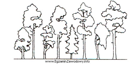 Ilustracja przedstawia drzewostan o budowie