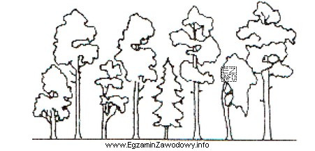 Ilustracja przedstawia drzewostan o budowie