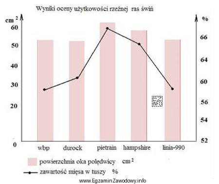 Jakiej rasy knura należy wybrać do pokrycia loszki polskiej 
