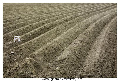 W uprawie której rośliny wykonuje się widoczne na 