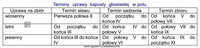 Z tabeli wynika, że aby zebrać kapustę głowiastą pod 
