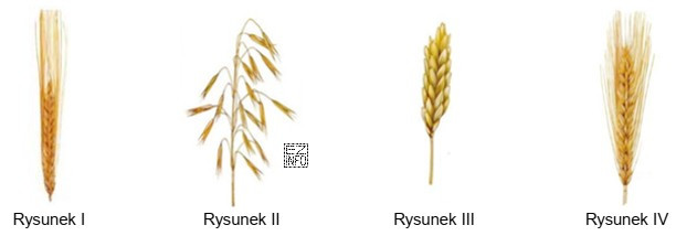 Który rysunek przestawia kłos jęczmienia?