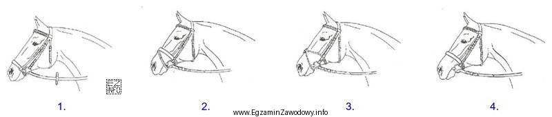 Wskaż ogłowie wędzidłowe z nachrapnikiem polskim.