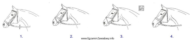 Wskaż ogłowie wędzidłowe z nachrapnikiem polskim.