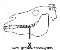 Na schemacie czaszki ogiera literą X oznaczono zęby