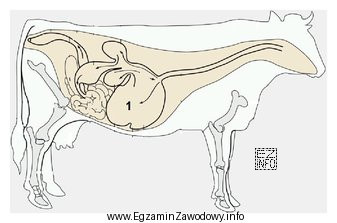 Którą część anatomiczną krowy zaznaczono cyfrą 