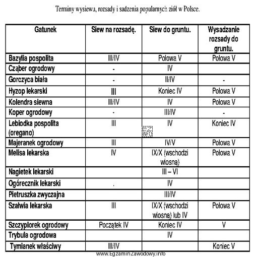 Na podstawie danych zawartych w tabeli wskaż warzywo przyprawowe, któ