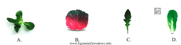 Na którym zdjęciu przedstawiono świeżą rukolę?