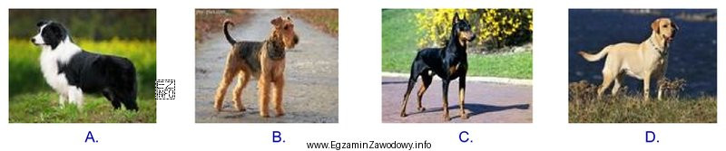 Które zdjęcie przedstawia rasę psa pasterskiego?