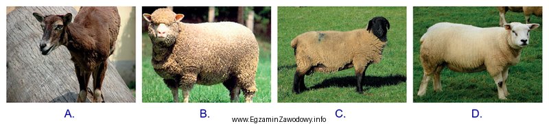 Która z fotografii przedstawia rasę owcy — muflona?