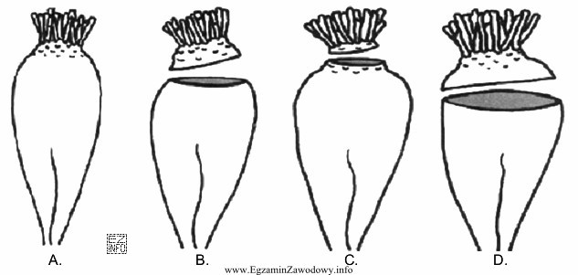 Na którym rysunku pokazano prawidłowe ogłowienie korzenia 