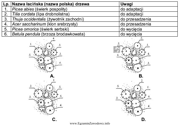 Rysunek, z zaznaczonymi drzewami zgodnie z załączoną tabelą, 