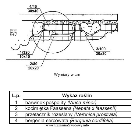 Projekt przewiduje posadzenie przetacznika rozesłanego (Veronica prostrata) w rozstawie