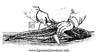 Jak nazywa się czynność dotycząca ryb, przedstawiona na rysunku?