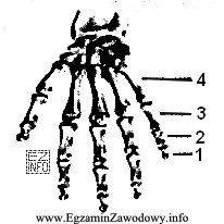 Na rycinie zamieszczono kości dłoni. Paliczek bliższy 