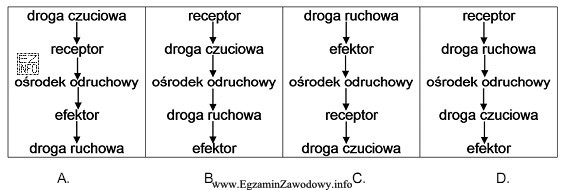 Na którym schemacie przedstawiono drogę przebiegu impulsu w ukł