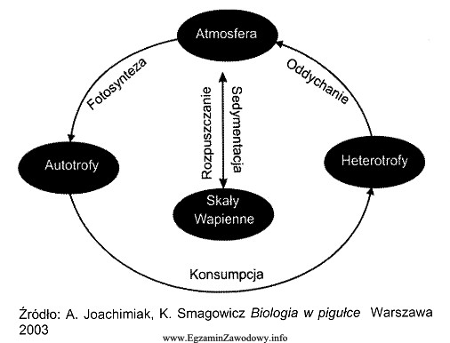 Zamieszczony schemat przedstawia cykl biogeochemiczny