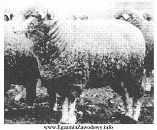 Przedstawiona na rysunku rasa owiec najbardziej nadaje się do produkcji