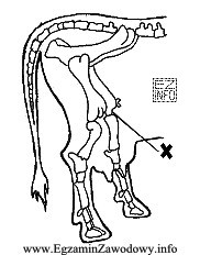 Schemat przedstawia szkielet kończyn tylnych krowy. Znakiem X oznaczono 
