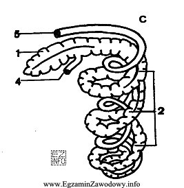 Rysunek przedstawia jelito grube świni. Cyfrą 1 oznaczono na rysunku:
