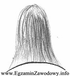 Na rysunku schematycznym przez pogrubienie zaznaczono we fryzurze