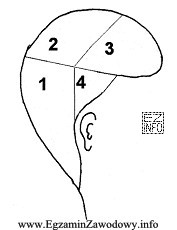 Zgodnie z przedstawionym na rysunku podziałem głowy na 