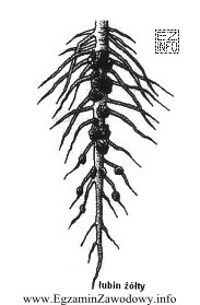 Rysunek przedstawia system korzeniowy łubinu żółtego, 