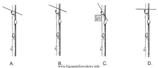 Wskaż prawidłowy sposób cięcia pędu ró